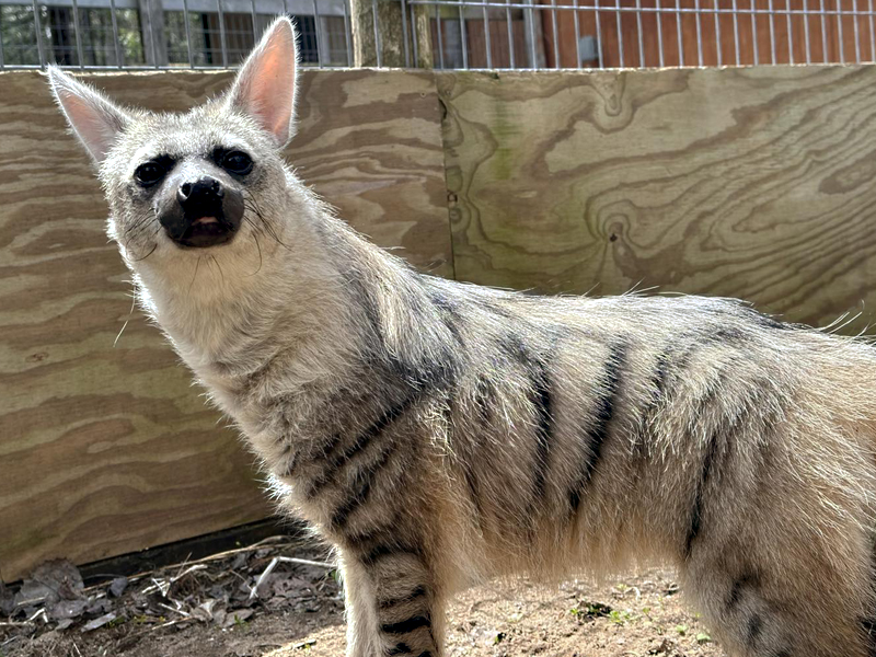 Ardwolf at GarLyn Zoo